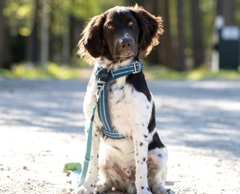 hond 2