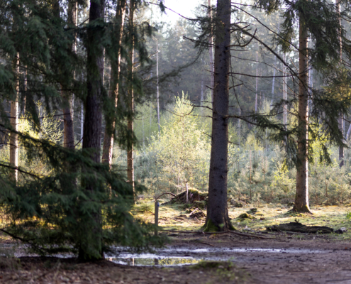 Bospark fotogalerij1