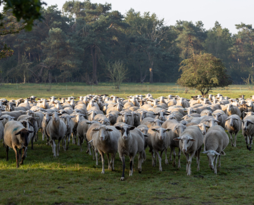 Bospark fotogalerij11