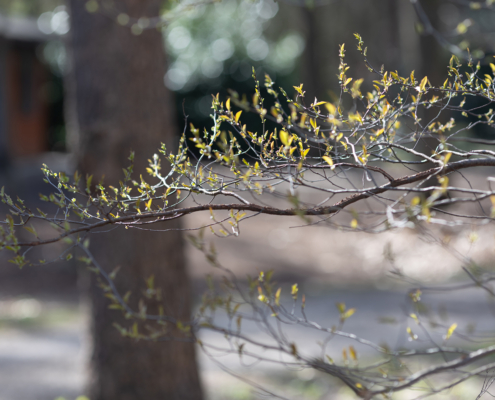Bospark fotogalerij12