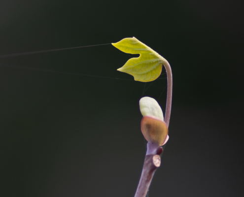 Bospark fotogalerij13