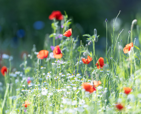 Bospark fotogalerij16