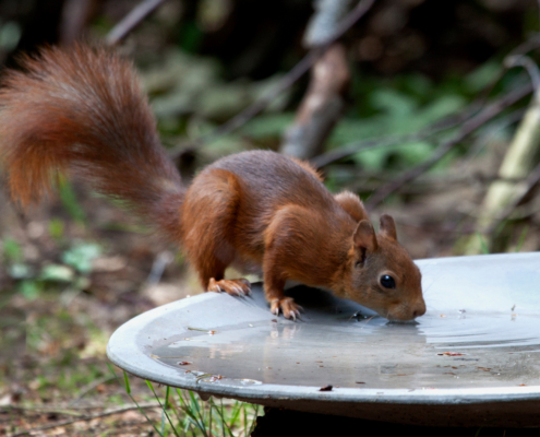 Bospark fotogalerij18