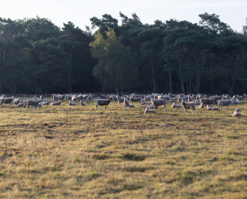 Bospark fotogalerij19
