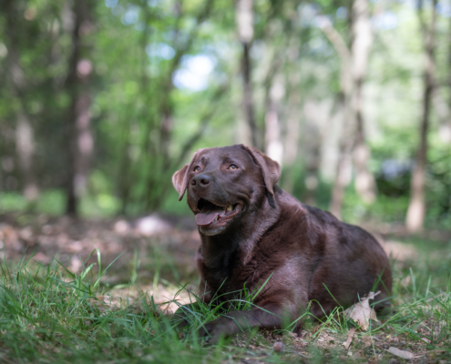 Bospark fotogalerij22