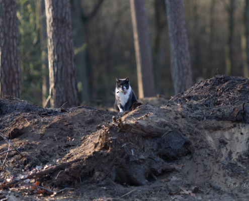 Bospark fotogalerij24
