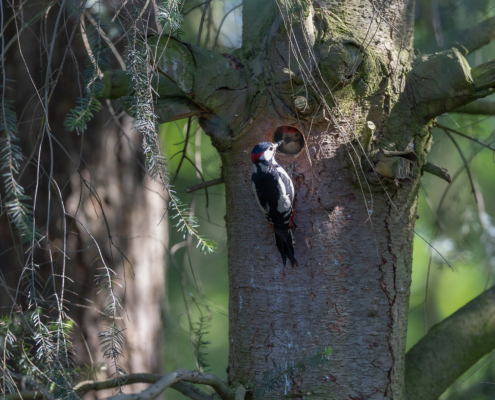 Bospark fotogalerij25
