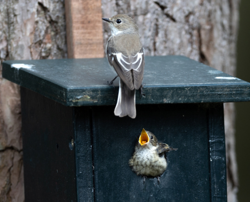 Bospark fotogalerij26