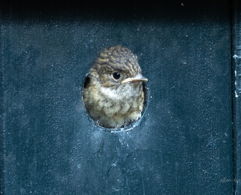 Bospark fotogalerij27