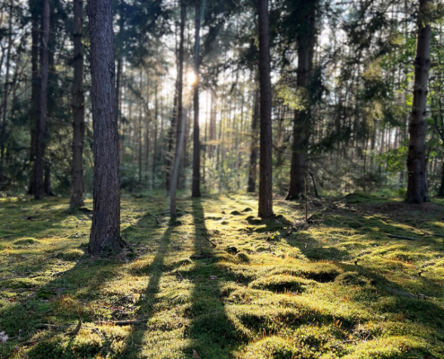 Bospark fotogalerij4