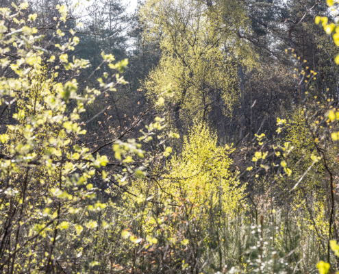 Bospark fotogalerij6