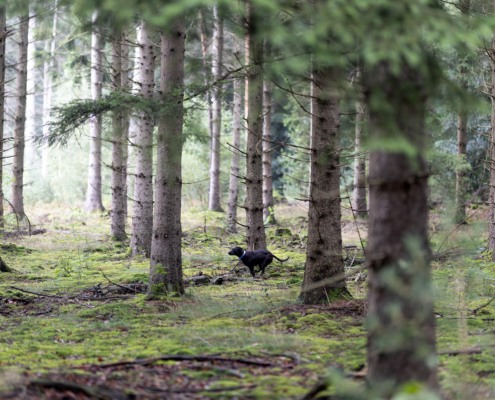 Bospark fotogalerij7