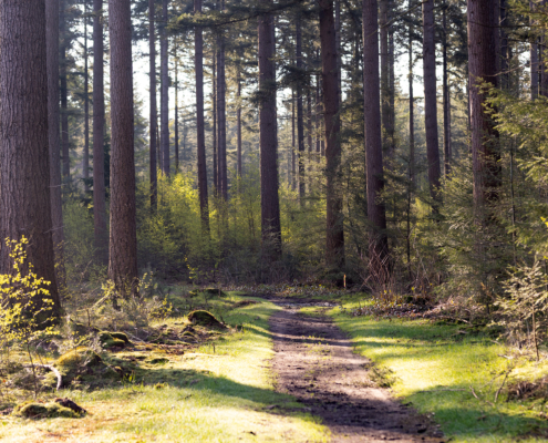Bospark fotogalerij9