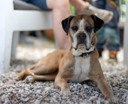 EDM2025_Tervooren_13