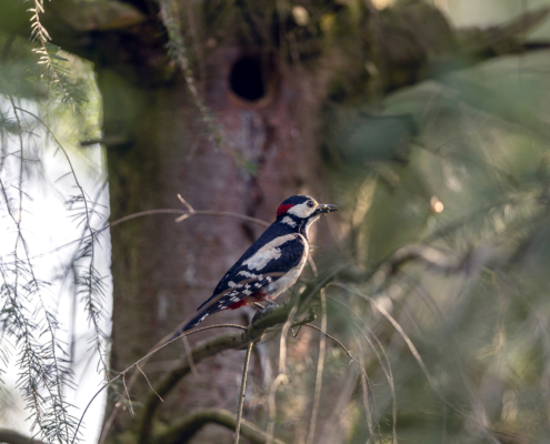 EdM2024_Lodge 8_omgeving20