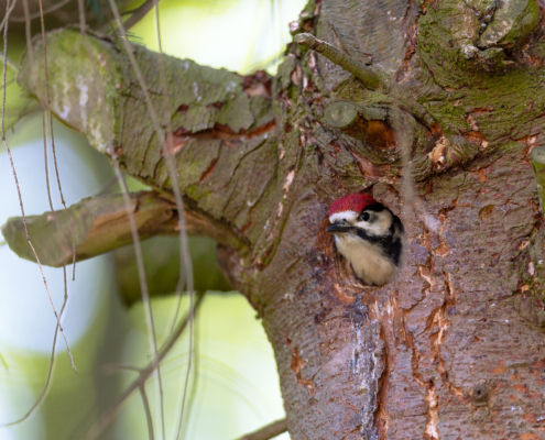 EdM2024_Lodge 8_omgeving5