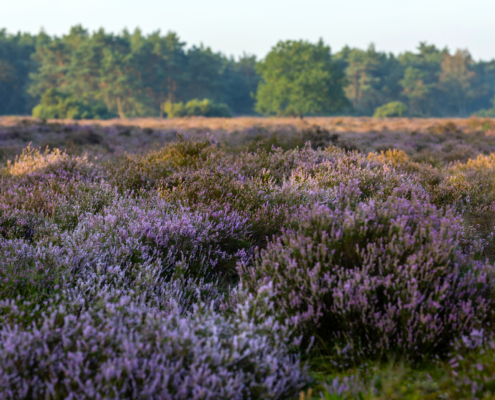 Eendracht foto's Omgeving_28